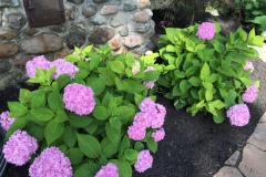 Flowers6