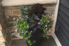 Flowers7